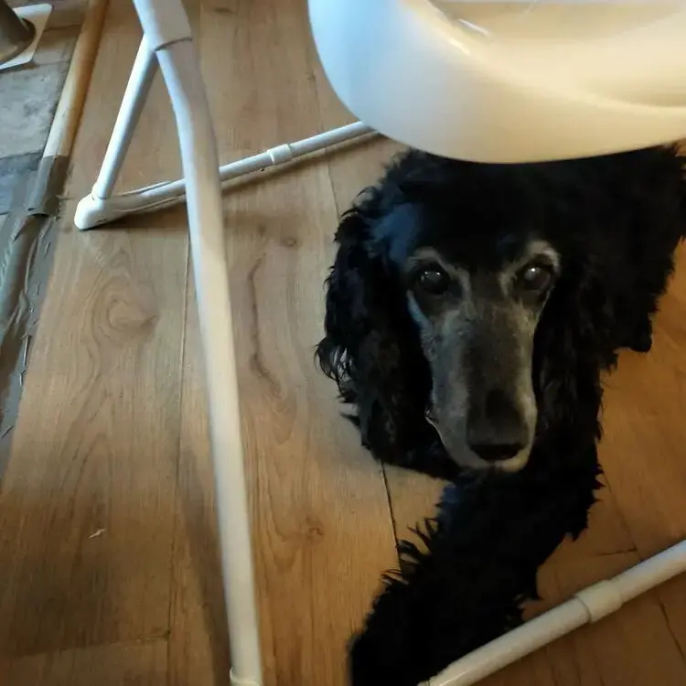 Cocker Spaniel (English)