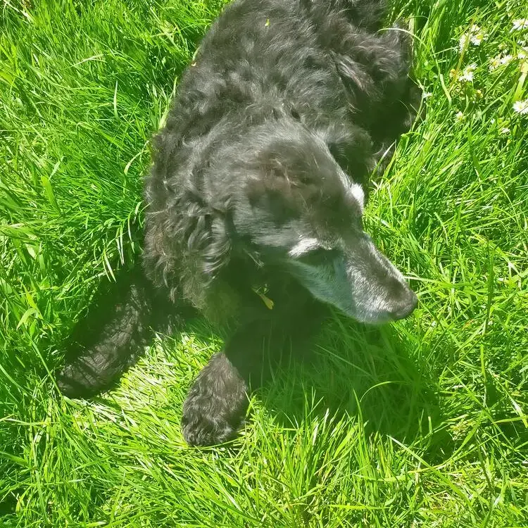 Cocker Spaniel (English)