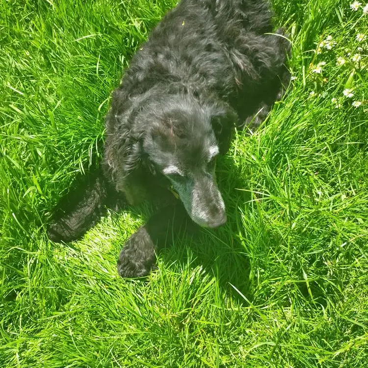 Cocker Spaniel (English)