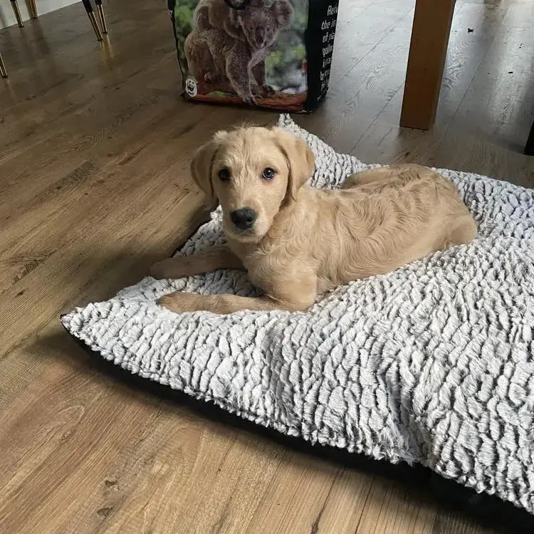 Labradoodle