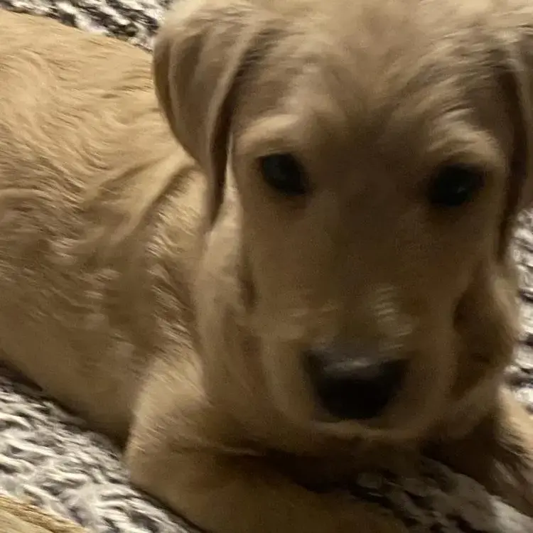 Labradoodle