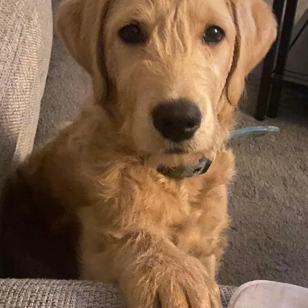 Labradoodle