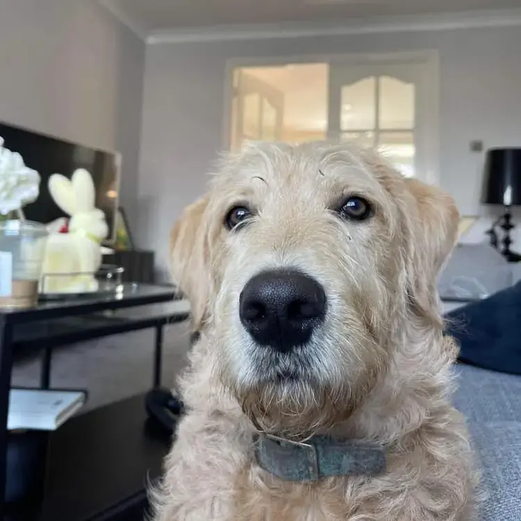 Labradoodle