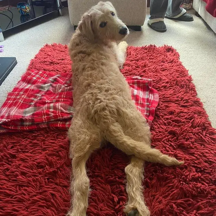 Labradoodle