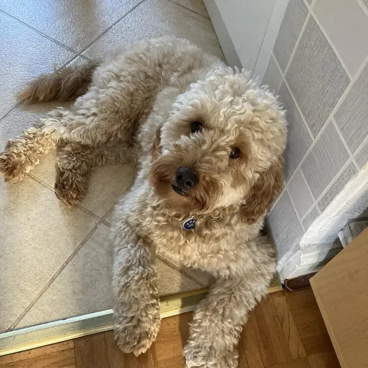 Goldendoodle