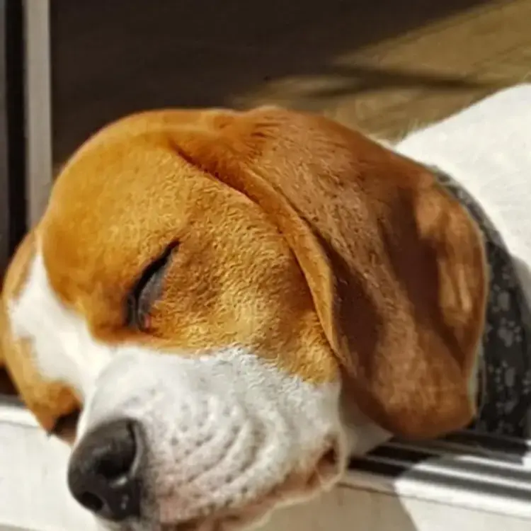Beagle