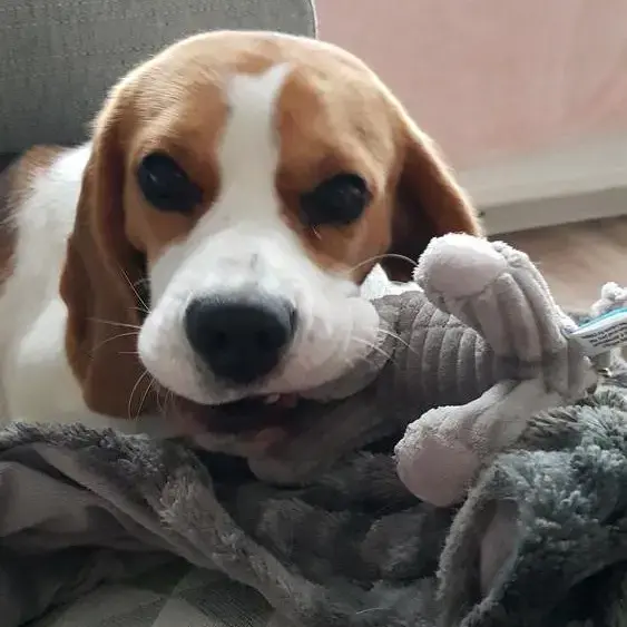 Beagle