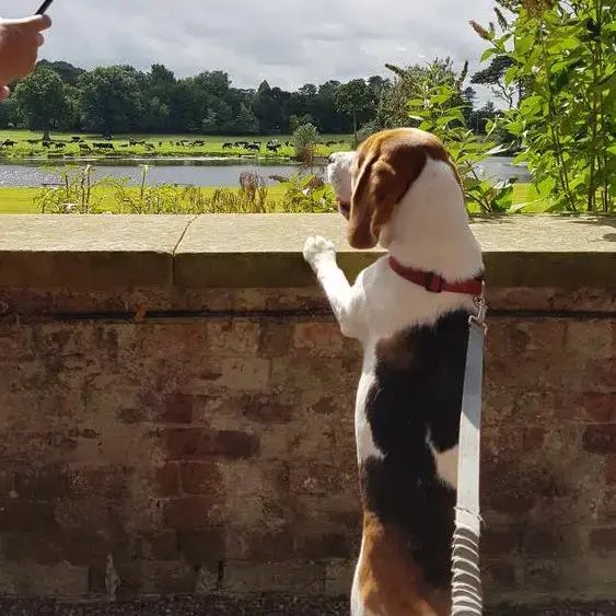 Beagle