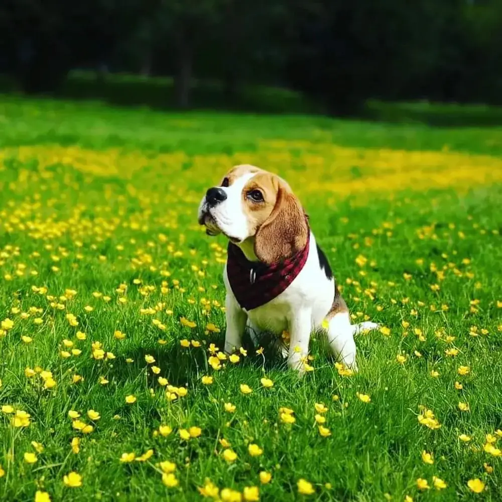 Beagle