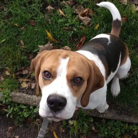 Beagle