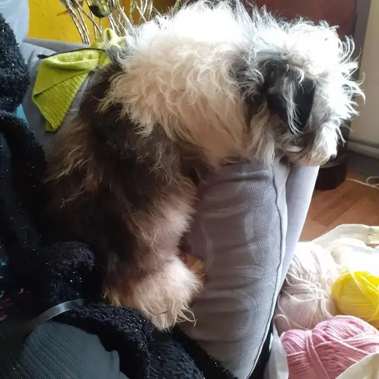 Jack Russell Terrier