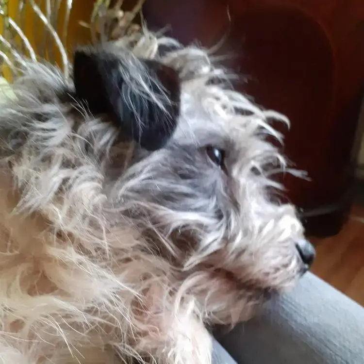 Jack Russell Terrier