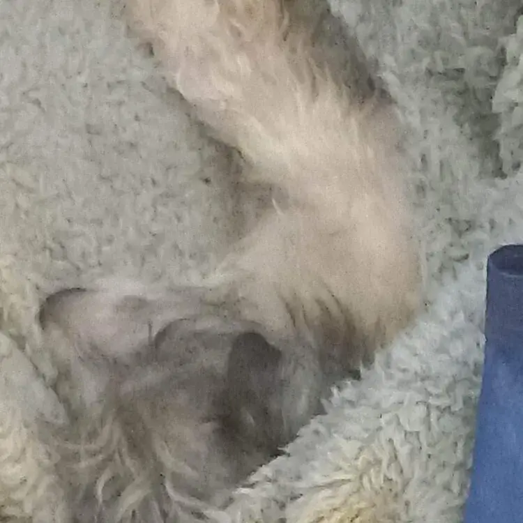 Jack Russell Terrier