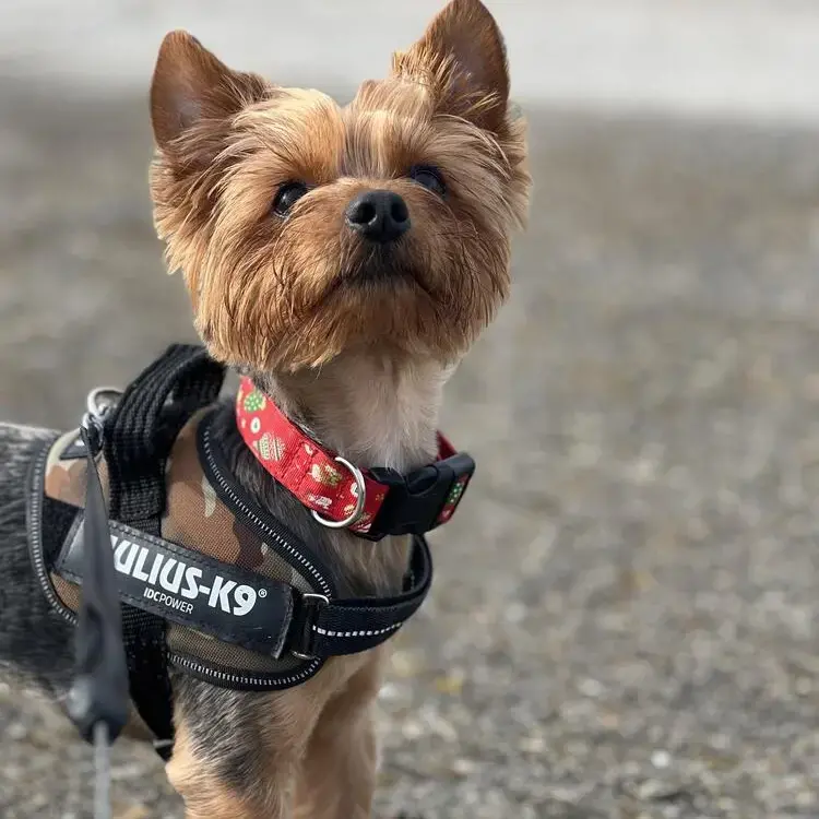 Yorkshire Terrier