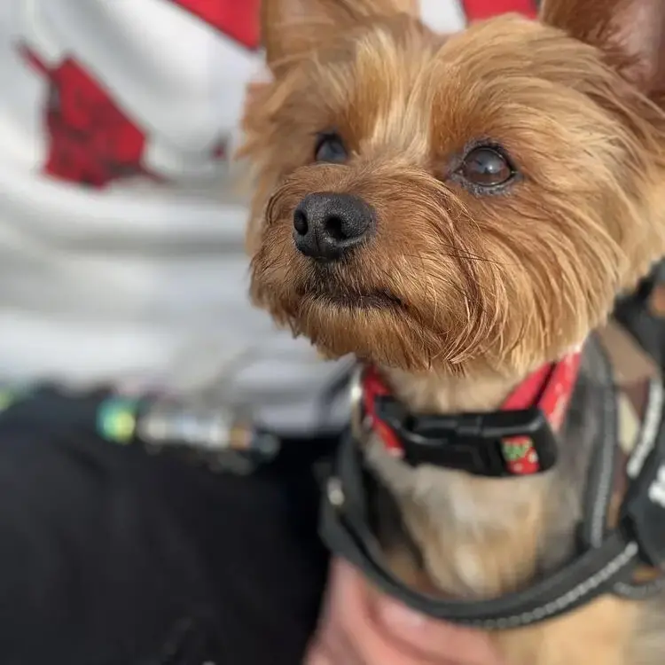 Yorkshire Terrier
