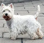 West Highland White Terrier