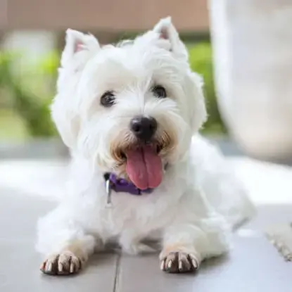 West Highland White Terrier