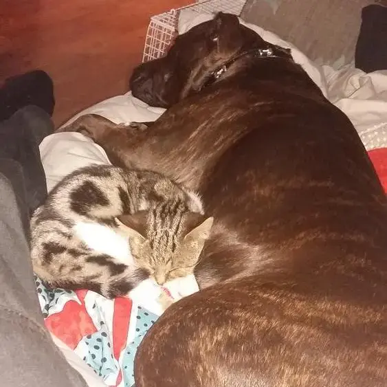 Staffordshire Bull Terrier