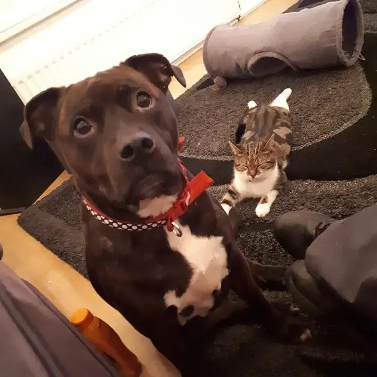 Staffordshire Bull Terrier