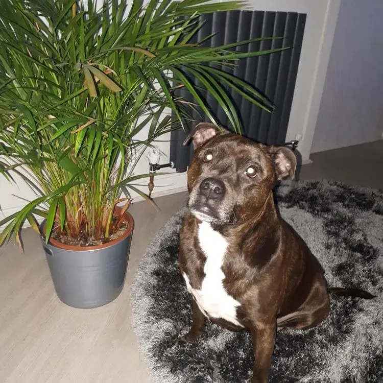 Staffordshire Bull Terrier