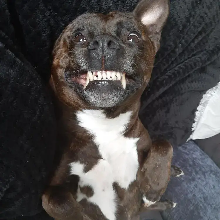 Staffordshire Bull Terrier