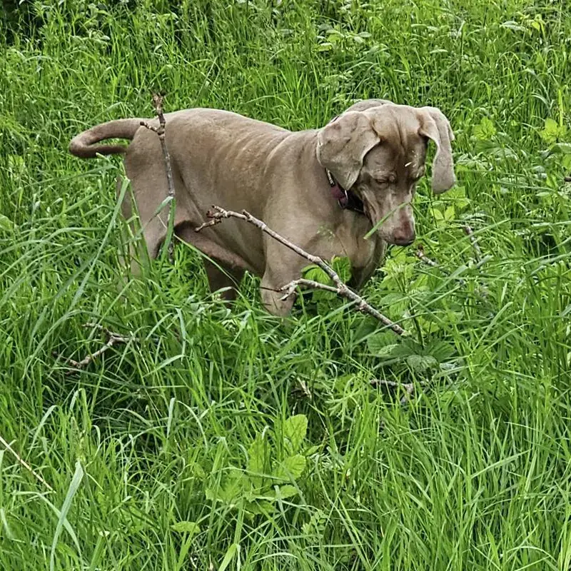 Weimaraner
