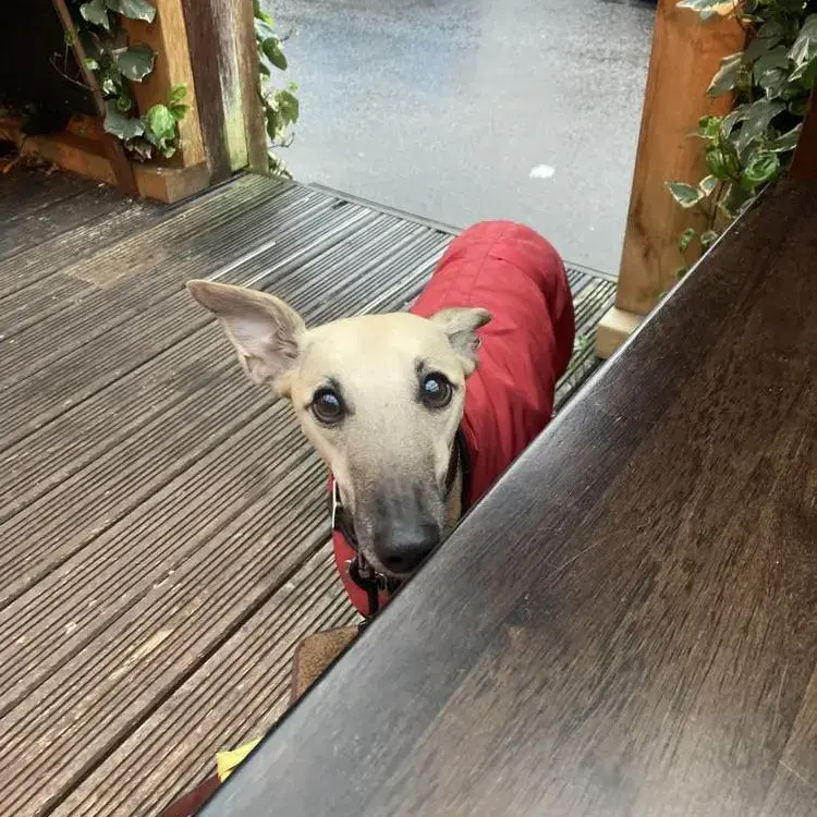 Whippet