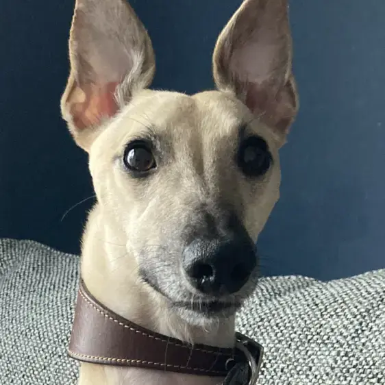 Whippet