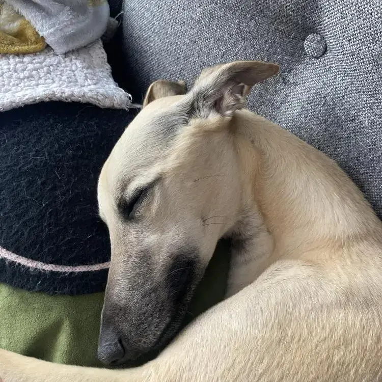 Whippet