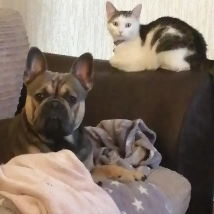 French Bulldog