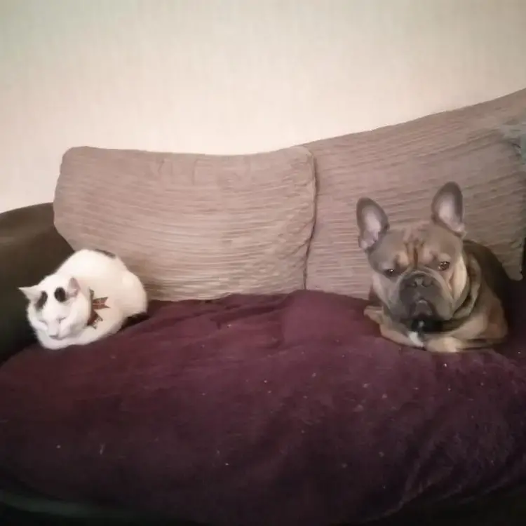 French Bulldog