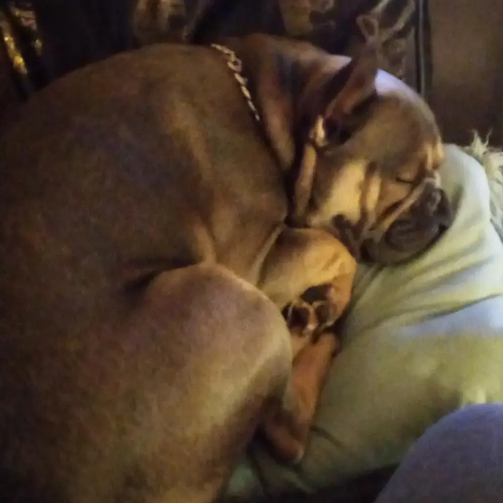 French Bulldog