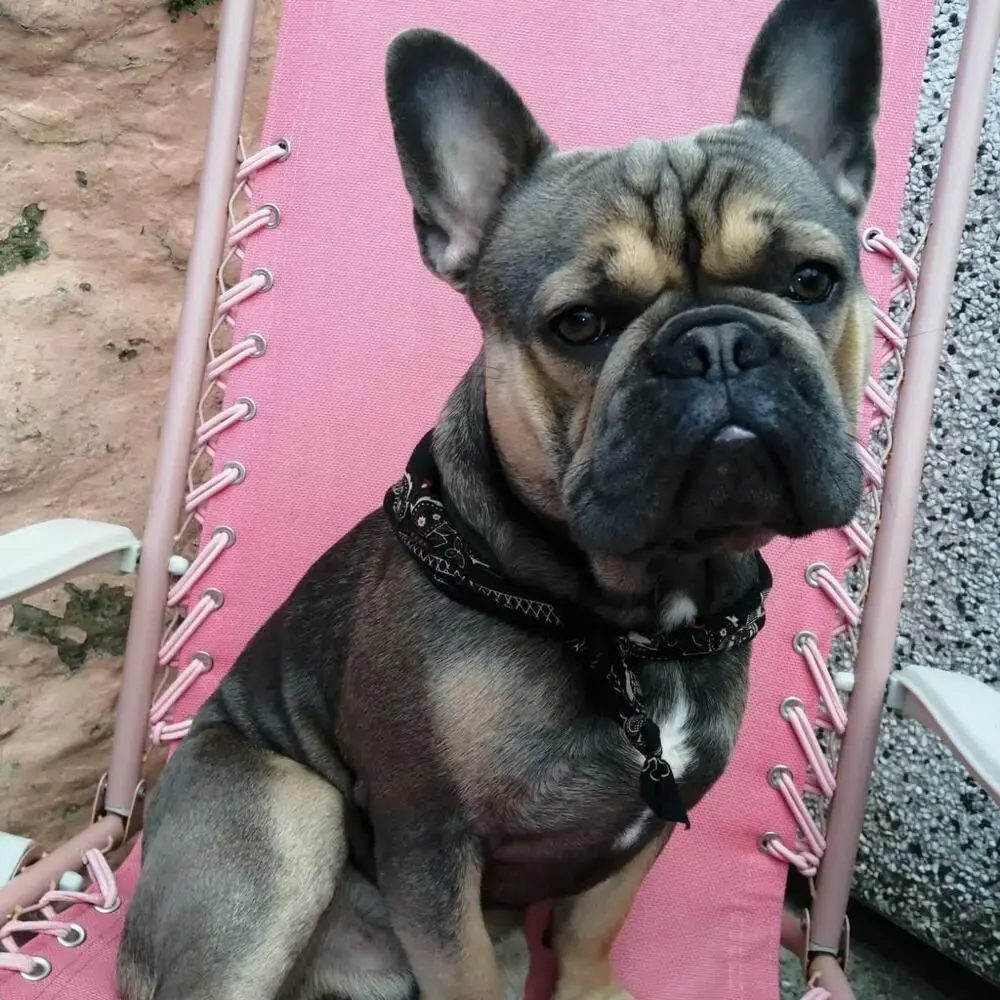 French Bulldog