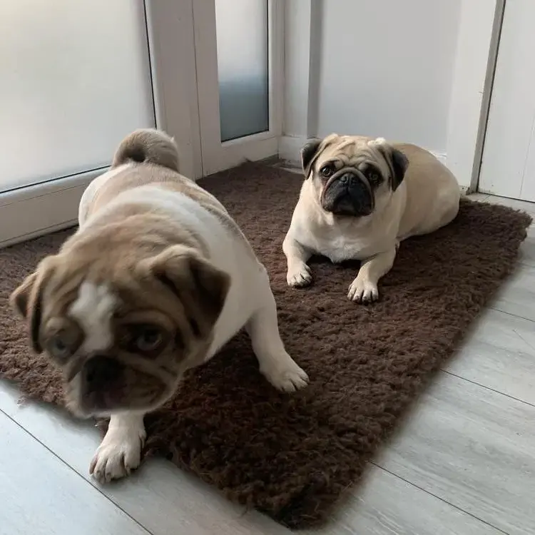 Pug