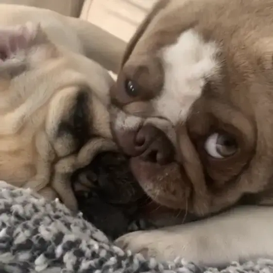 Pug