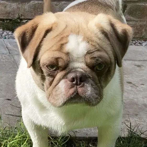 Pug
