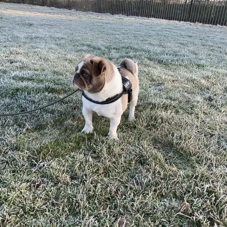 Pug