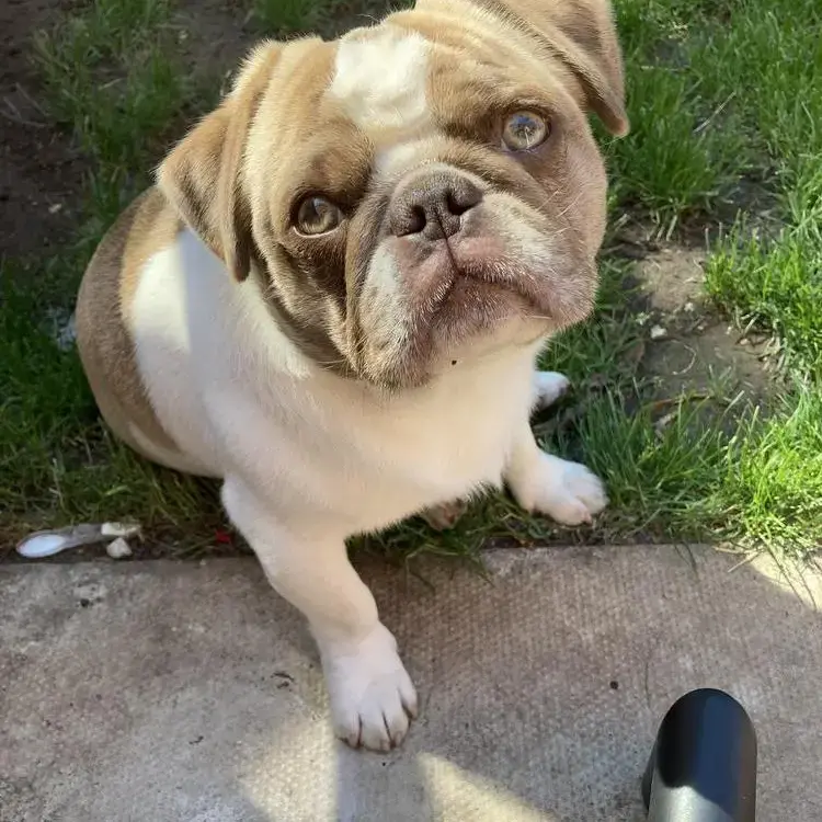 Pug