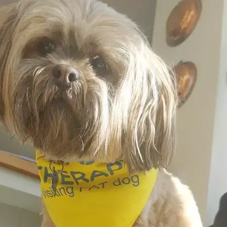 Lhasa Apso