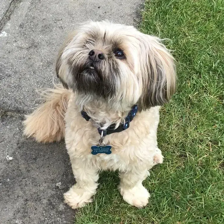 Lhasa Apso