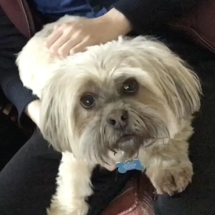 Lhasa Apso