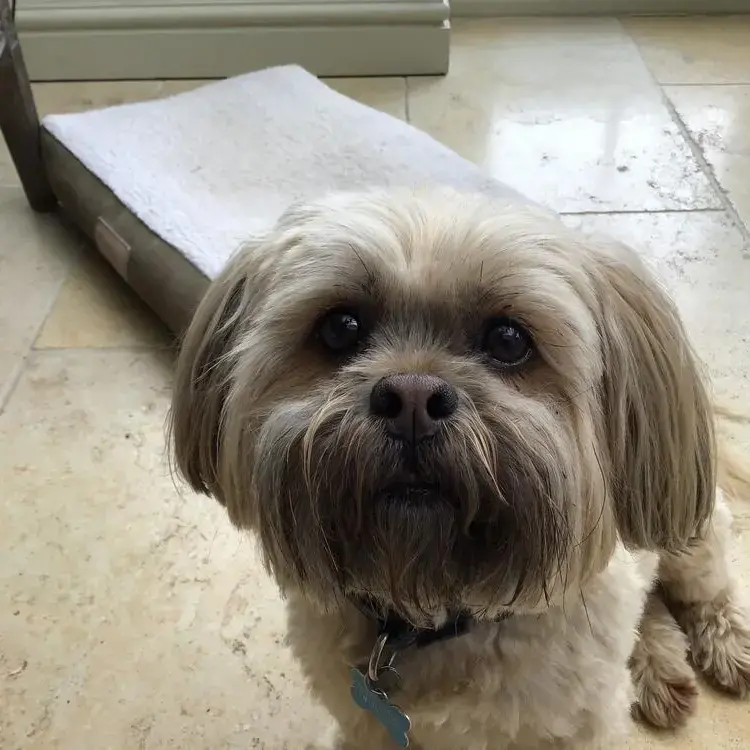 Lhasa Apso