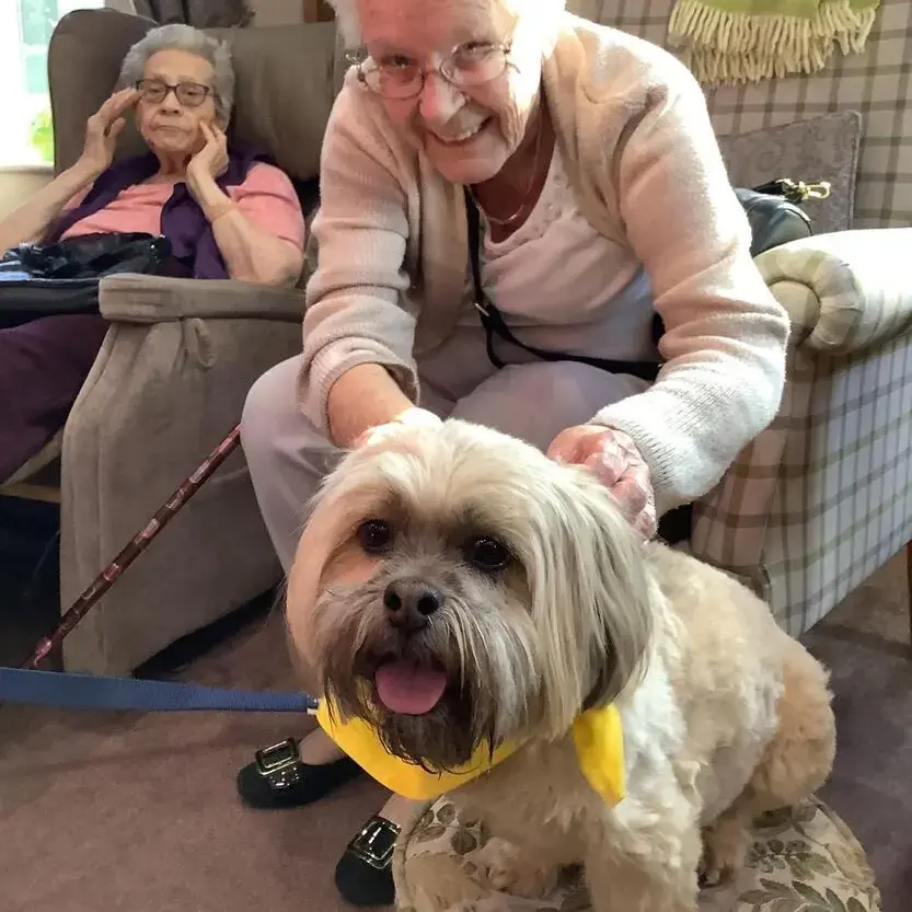 Lhasa Apso