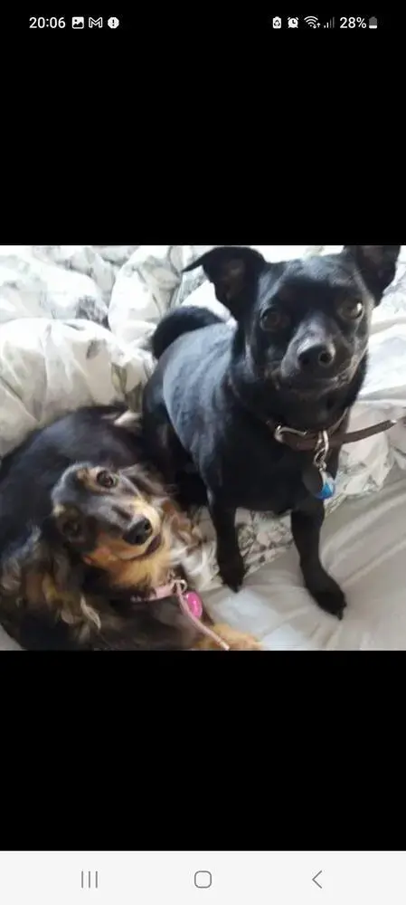 Chihuahua (Smooth Coat)