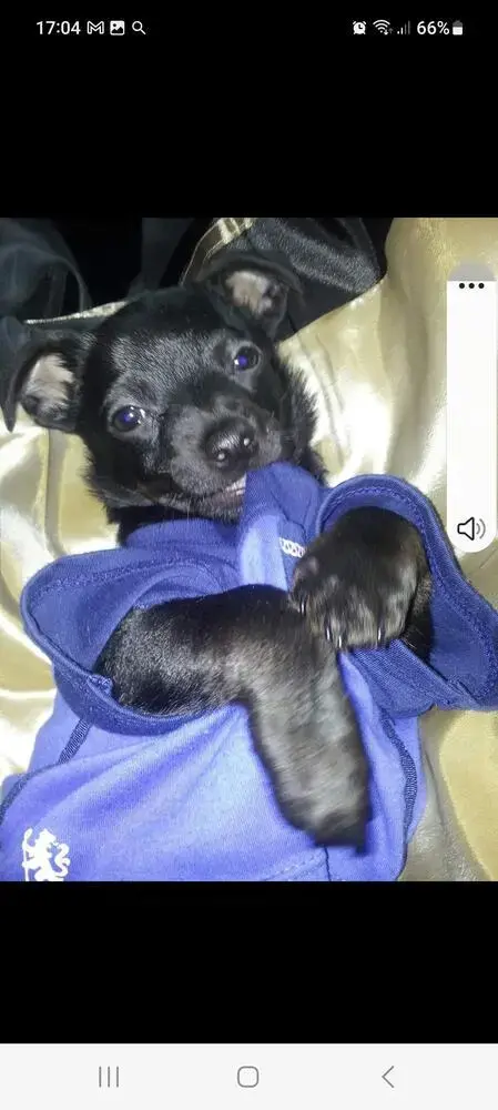 Chihuahua (Smooth Coat)