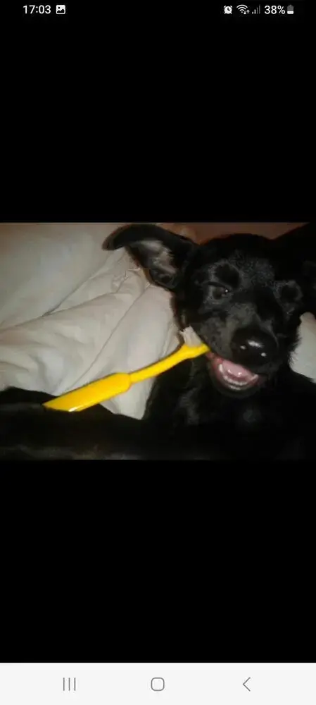 Chihuahua (Smooth Coat)