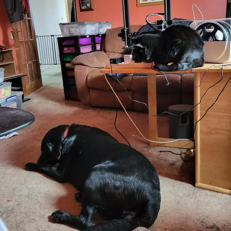 Labrador Retriever