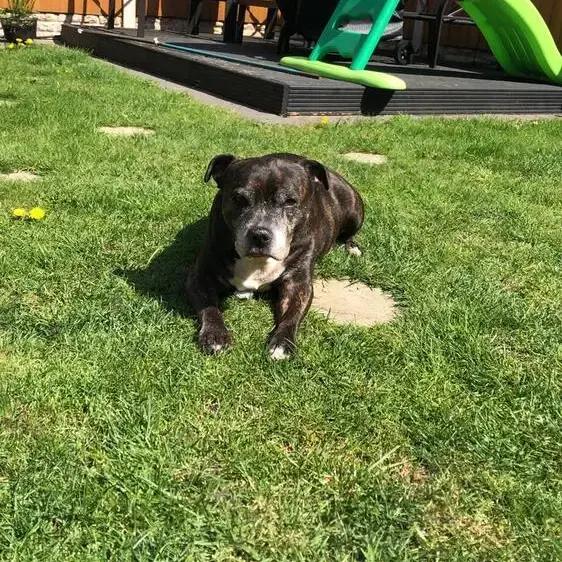 Staffordshire Bull Terrier