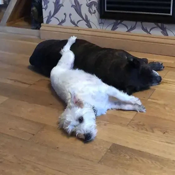 Staffordshire Bull Terrier