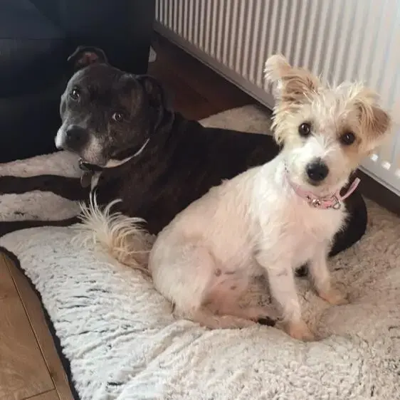 Staffordshire Bull Terrier